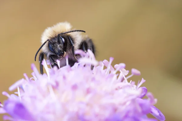 Bee on flower blossom — Stock Photo, Image