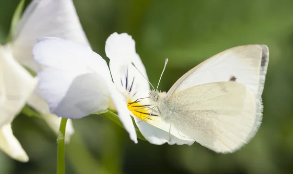 Çiçek üzerindeki beyaz kelebek — Stok fotoğraf