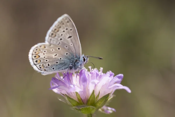 Small blueish butterfly on flower — Stock Photo, Image