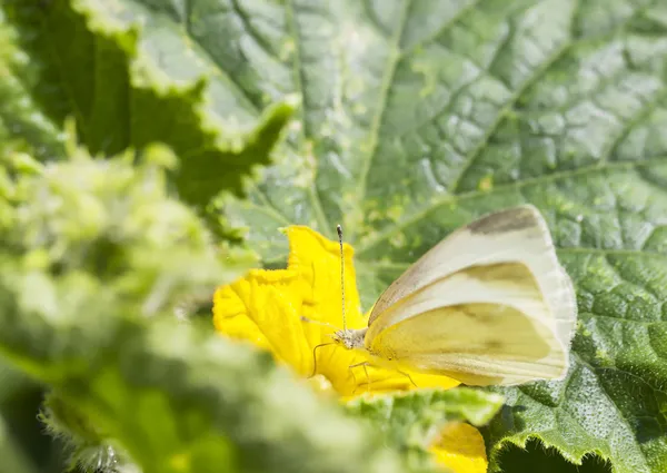 Butterfly on plant — Stock Photo, Image