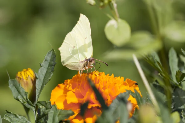 Greenish butterfly on orange flower — Stock Photo, Image