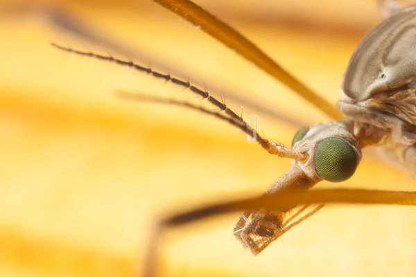 Closeu de la cabeza del mosquito — Foto de Stock