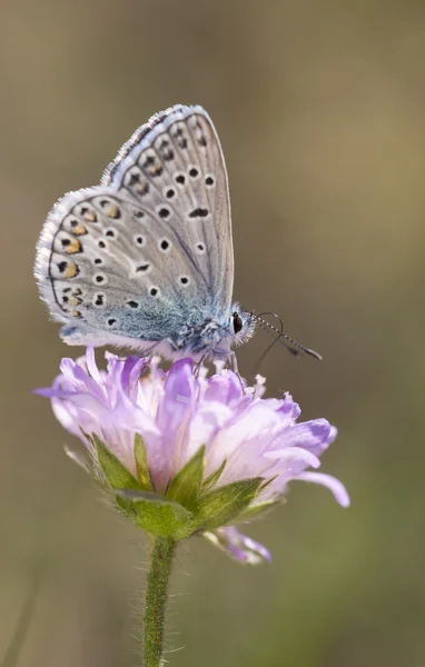 Pequeña mariposa azulada en flor — Foto de Stock