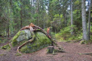Ağaç kökleri büyük taş
