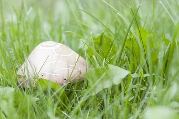 Inedible mushroom in grass — Stock Photo, Image