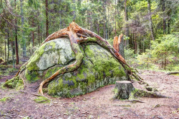 Tree rotar runt stor sten — Stockfoto