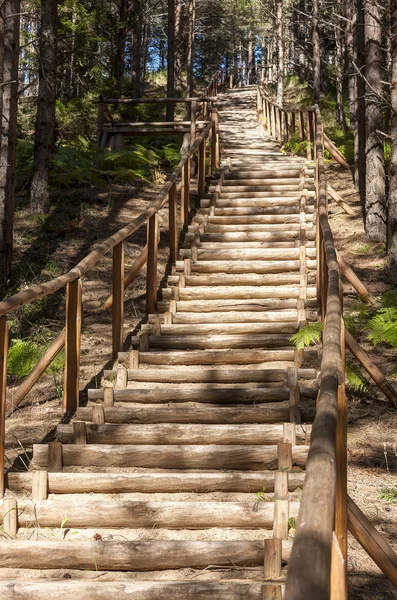 Dřevěné schody v lese — Stock fotografie