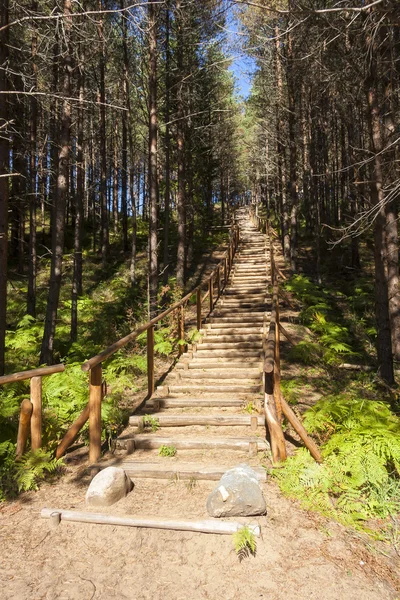 Escaleras de madera en el bosque — Foto de Stock