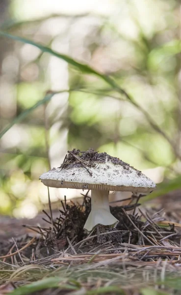 Witte fly agaric — Stockfoto