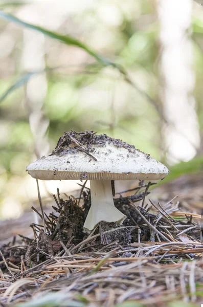 Witte fly agaric — Stockfoto