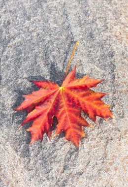 kırmızı akçaağaç yaprağı