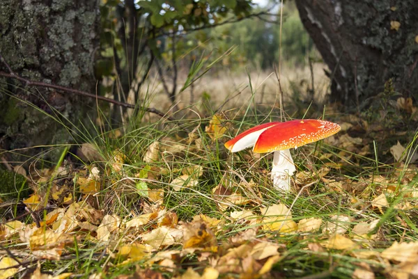 Rode flyagaric — Stockfoto