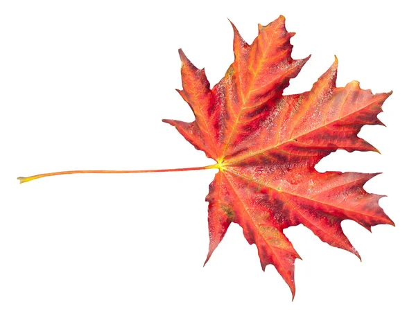 Isolated red maple leaf — Stock Photo, Image