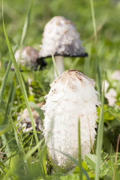 Shaggy ink cap — Stock Photo, Image