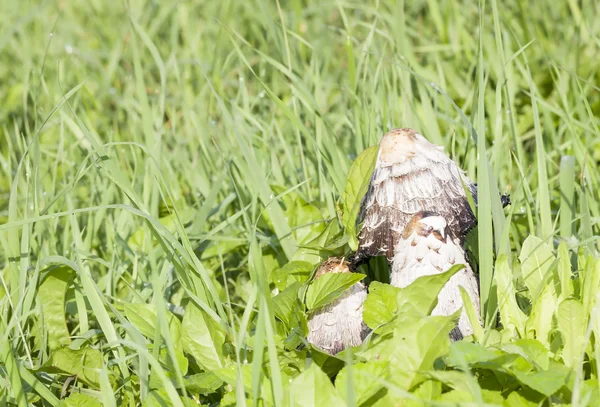 Shaggy ink cap — Stock Photo, Image