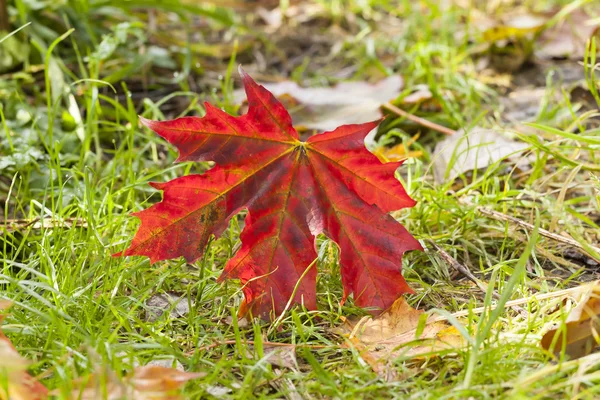 Hoja de arce rojo en el suelo — Foto de Stock