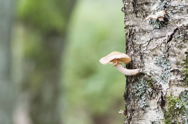 Mushroom on a tree stem — Stock Photo, Image