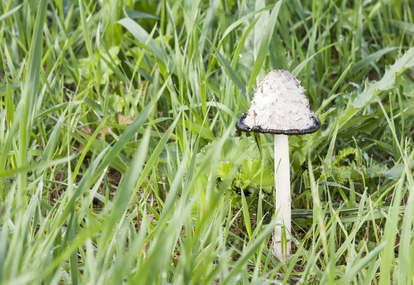 Shaggy ink cap — Stock Photo, Image