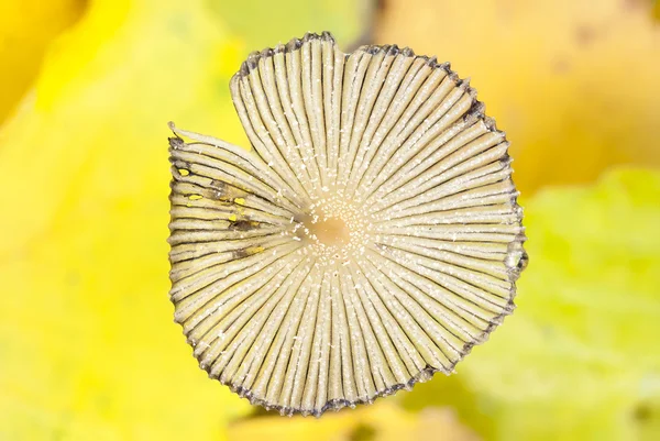 Fungus cap closeup — Stock Photo, Image