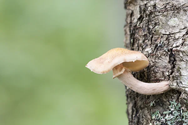 Mushroom on a tree stem — Stock Photo, Image