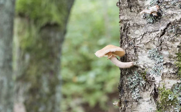 Mushroom on a tree stem — Stock Photo, Image