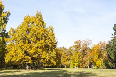sonbaharın sarı yaprakları ile renkli ağaçlar
