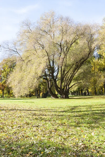 Tall och halv nakna träd växer på gräsplan i höst — Stockfoto