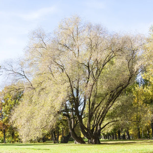 Високе і наполовину голе дерево росте на трав'яному полі восени — стокове фото