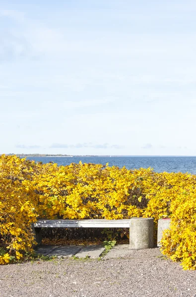 Small white bench in yellow bushes in autumn, sea in background — Stock Photo, Image