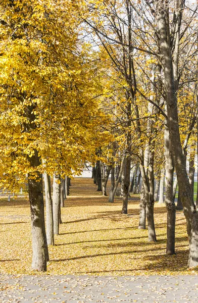 Veel bomen groeien in rij op herfst — Stockfoto