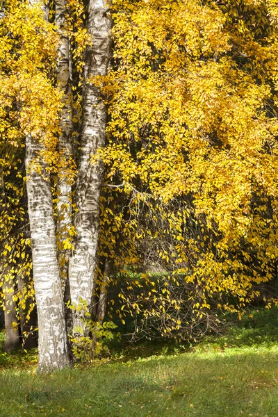 Bomen met kleurrijke gele bladeren in de herfst — Stockfoto