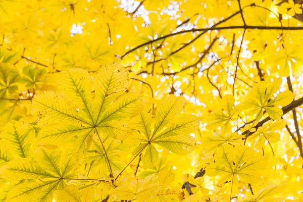 Büyük sarı kestane yaprakları — Stok fotoğraf