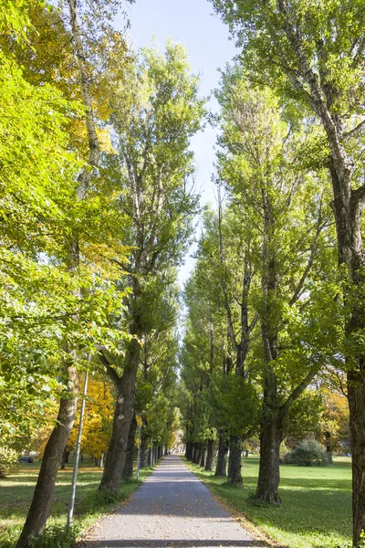 Avenida com árvores verdes altas — Fotografia de Stock