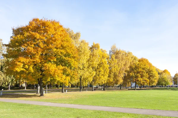 Färgglada träd med gula blad på hösten — Stockfoto