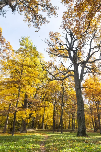 Herfstbomen in het bos — Stockfoto