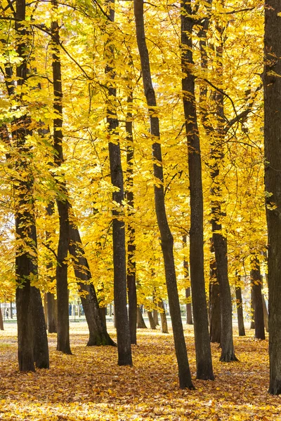 Høje gyldne træer i efteråret - Stock-foto