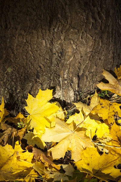 Foglia d'acero giallo — Foto Stock