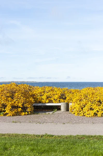 Small white bench in yellow bushes in autumn, sea in background