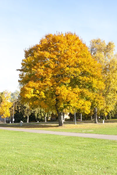 Stora färgglada träd med gula blad på hösten — Stockfoto