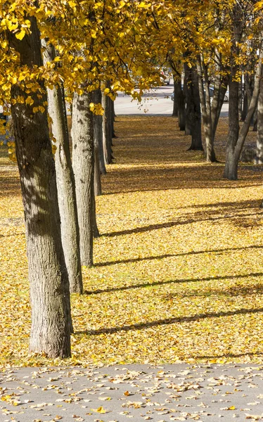 多くの木は秋に行で育つ — ストック写真