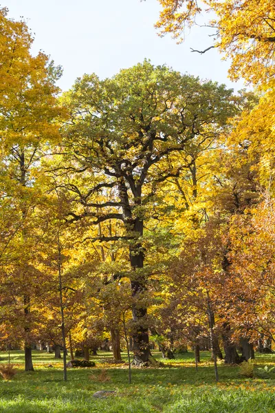 Herfstbomen in het bos — Stockfoto