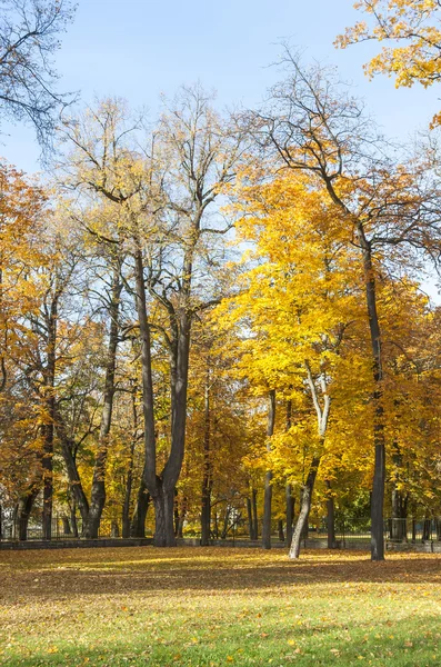 Grandi alberi colorati con foglie gialle in autunno — Foto Stock