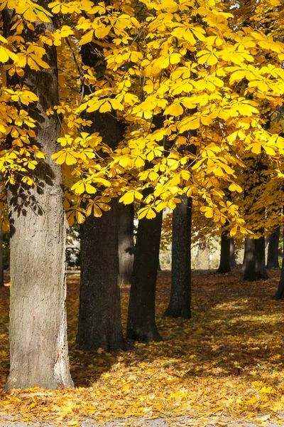 Castaño en otoño — Foto de Stock