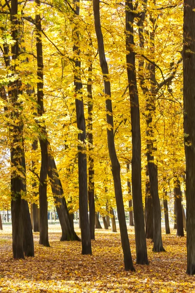 Árvores de ouro altas no outono — Fotografia de Stock