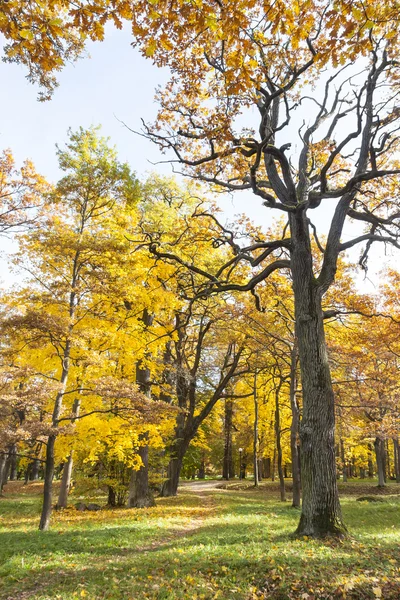 Podzimní stromy v lese — Stock fotografie