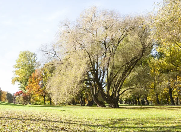 Alto e mezzo albero nudo crescono sul campo di erba in autunno — Foto Stock