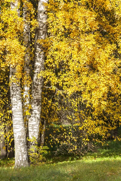 Bomen met kleurrijke gele bladeren in de herfst — Stockfoto