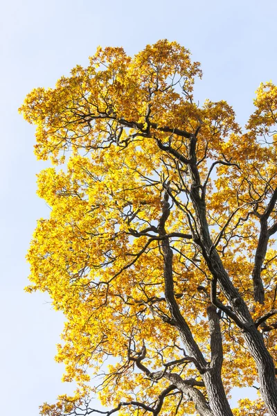 Gyllene höstlöv, ljus blå himmel i bakgrunden — Stockfoto