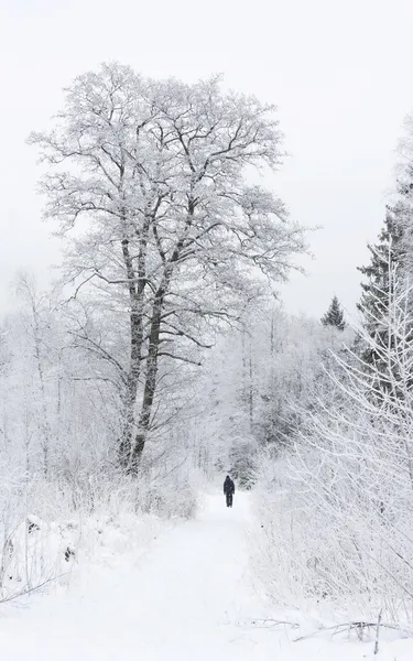 Schneebäume im Winterwald Stockbild