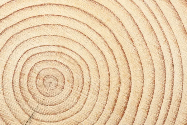 Corte transversal de um feixe de madeira — Fotografia de Stock